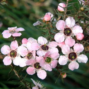 Manuka (leptospermum scoparium) / olejek eteryczny manukowy