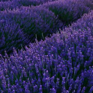 Lawenda 40/42 (lavandula angustifolia) / olejek eteryczny lawendowy standaryzowany
