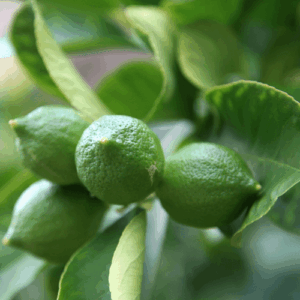 Petitgrain (citrus aurantium) / olejek eteryczny petigrain z liści pomarańczy gorzkiej