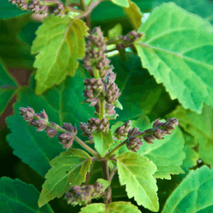 Paczula (pogostemon cablin) / olejek eteryczny paczulowy
