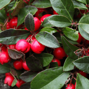 Golteria (gaultheria procumbens) / olejek eteryczny golteriowy (olejek wintergreen)