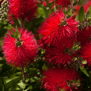 Niaouli (melaleuca quinquenervia) / olejek eteryczny niaouli