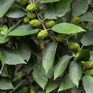 Brzoza cukrowa (betula lenta) / olejek eteryczny brzozy cukrowej