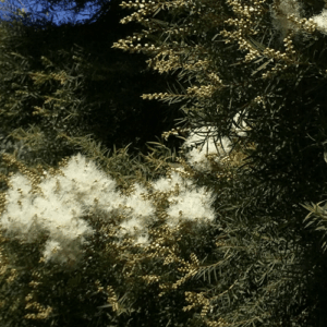 Drzewo herbaciane (melaleuca alternifolia) / olejek eteryczny herbaciany australijski
