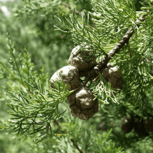 Cyprys (cupressus sempervirens) olejek eteryczny / olejek cyprysowy eteryczny