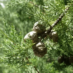 Cyprys (cupressus sempervirens) olejek eteryczny / olejek cyprysowy eteryczny - 10ml