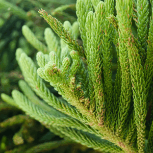 Czarny świerk (picea mariana) / olejek eteryczny świerkowy (olejek czarnego świerku)