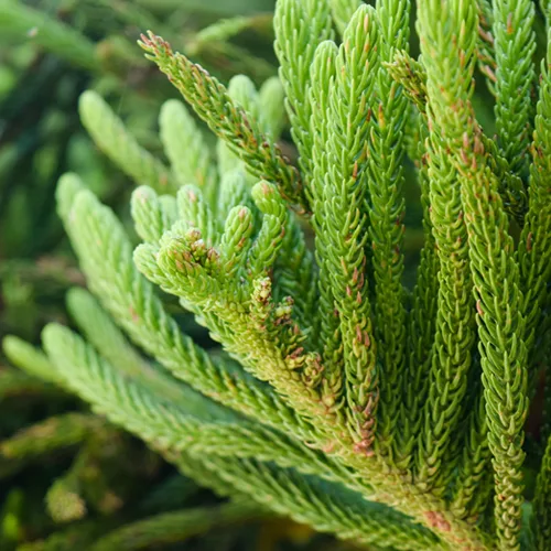 Czarny świerk (picea mariana) / olejek eteryczny świerkowy (olejek czarnego świerku)