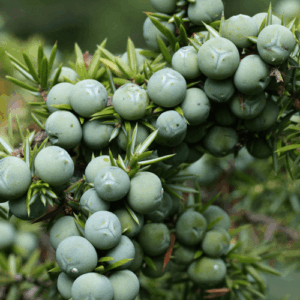 Jałowiec (juniperus communis) / olejek eteryczny jałowcowy z jagód