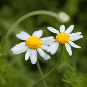 Rumianek rzymski (anthemis nobils) / olejek eteryczny rumiankowy rzymski