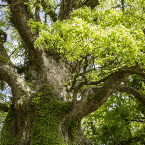 Kamfora biała (cinnamomum camphora) / olejek eteryczny kamforowy biały