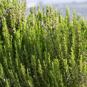 Rozmaryn (rosmarinus officinalis) / olejek eteryczny rozmarynowy hiszpański (typ kamforowy)