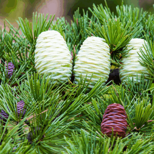 Cedr himalajski (cedrus deodara) / olejek eteryczny cedrowy himalajski