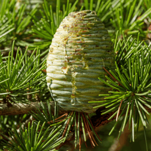 Cedr atlaski (cedarus atlantica) / olejek eteryczny cedrowy atlaski