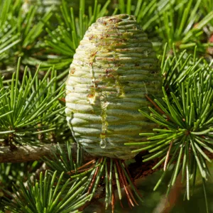 Cedr atlaski (cedarus atlantica) / olejek eteryczny cedrowy atlaski - 30ml