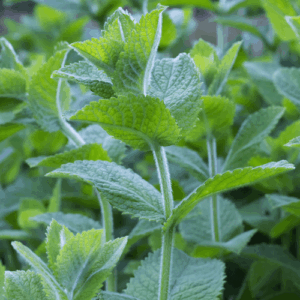 Mięta zielona (mentha spicata) / olejek miętowy (z mięty zielonej)