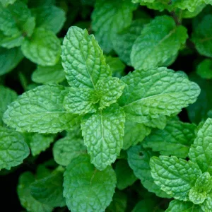 Mięta pieprzowa (mentha piperita) / olejek eteryczny miętowy - 30ml