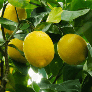 Cytryna (citrus limonum) / olejek eteryczny cytrynowy