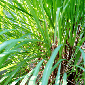 Cytronela jawajska (cymbopogon winterianus) / olejek eteryczny cytronelowy jawajski