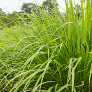 Palmaroza (cymbopogon martinii) / olejek eteryczny palmarozowy