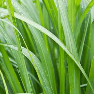 Trawa cytrynowa (cymbopogon flexuosus) / olejek eteryczny z trawy cytrynowej