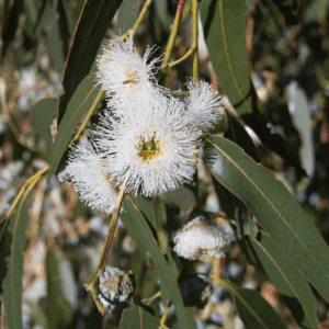 Eukaliptus gałkowy (eucalyptus globulus) / olejek eteryczny eukaliptusowy