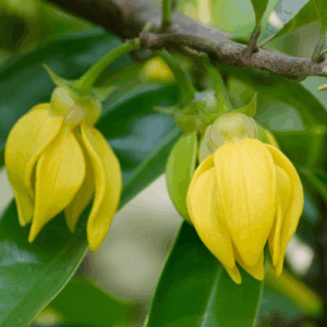 Ylang I (cananga odorata) / olejek eteryczny ylang (z pierwszej fazy destylacji)
