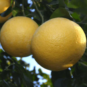 Grejpfrut żółty (citrus paradisi) / olejek eteryczny grejpfrutowy