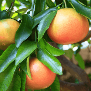 Grejpfrut różowy (citrus paradisi) / olejek eteryczny grejpfrutowy różowy tłoczony