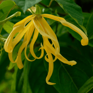 Jagodlin wonny (cananga odorata) / olejek eteryczny jagodlinowy