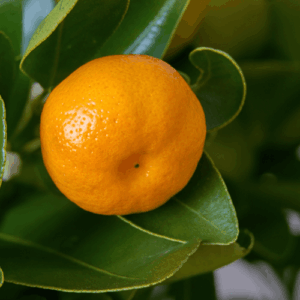 Klementynka (citrus clementina) / olejek eteryczny klementynkowy tłoczony