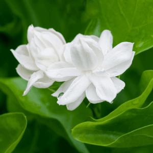 Jaśmin (jasminium grandiflorum) / olejek absolut jaśminowy