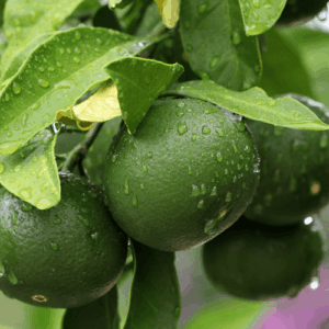 Limonka (citrus aurantifolia) / olejek eteryczny limonkowy