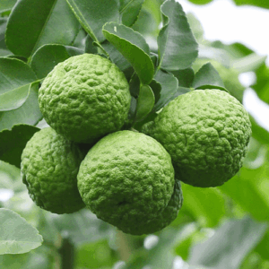 Bergamota FCF (citrus bergamia) / olejek eteryczny bergamotowy