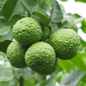 Bergamota FCF (citrus bergamia) / olejek eteryczny bergamotowy - 250ml