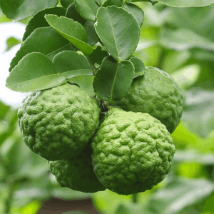 Bergamota (citrus bergamia) / olejek eteryczny bergamotowy tłoczony