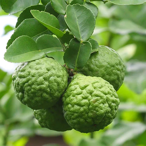 Bergamota (citrus bergamia) / olejek eteryczny bergamotowy tłoczony