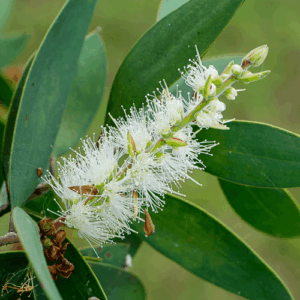 Kajeput (melaleuca cajeputi) / olejek eteryczny kajeputowy