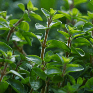 Majeranek (origanum majorana) / olejek majerankowy słodki