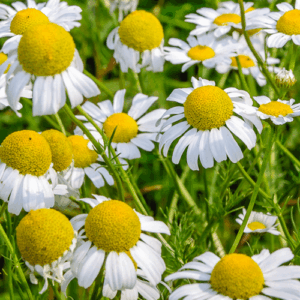 Rumianek (matricaria chamomilla) / olejek eteryczny rumiankowy