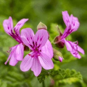 Geranium egipskie (pelargonium graveolens) olejek eteryczny geraniowy