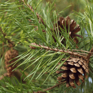 Sosna  (Pinus Sylvestris) olejek eteryczny