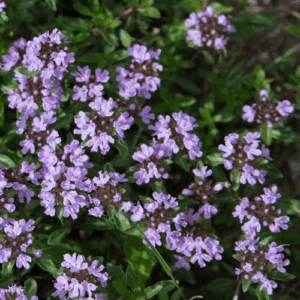 Tymianek (thymus vulgaris) / olejek eteryczny tymiankowy (biały)