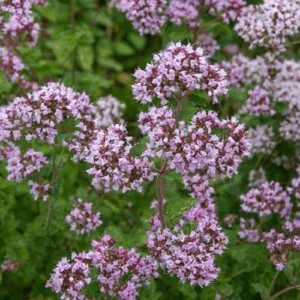 Oregano (origanum vulgare) / olejek eteryczny oreganowy - 10ml
