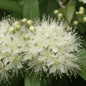 Mirt cytrynowy (backhousia citriodora) / olejek eteryczny mirtowy cytrynowy