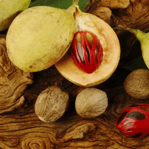 Muszkatołowiec korzenny (myristica fragrans) / olejek eteryczny z gałki muszkatołowej