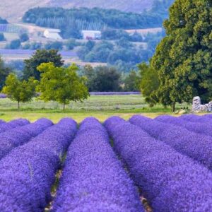 Lawenda francuska (lavandula angustifolia) / olejek eteryczny lawendowy francuski