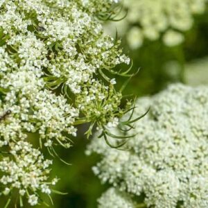 Marchew (daucus carota) / olejek eteryczny z nasion marchwi