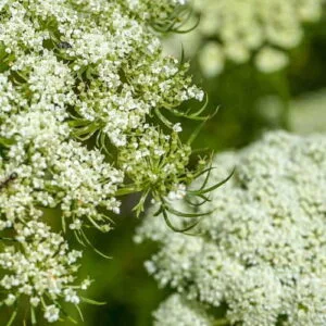 Marchew (daucus carota) / olejek eteryczny z nasion marchwi