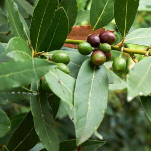 Warzyn szlachetny (laurus nobilis) / olejek eteryczny laurowy